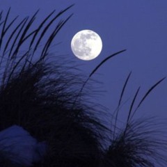 Shore Dunes (want u now)