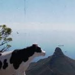 Mdd Dog 808 virsion - FREE DOWNLOAD