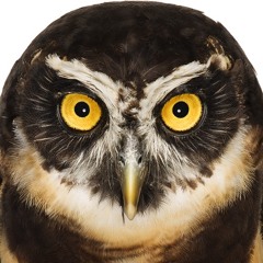 bombo groveftykjdjsrtj