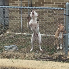 stay in yo (ignorant) lane (freestyle)