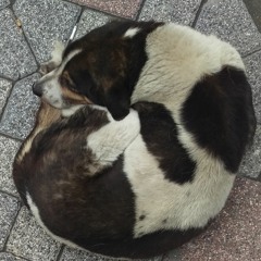 When the Levee Breaks