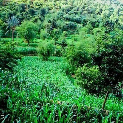 أغنية ليبية 😍 محمد حسن + ذكرى قمة الطرب العربي الاصيل