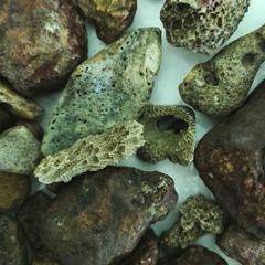 Proclaimation Garden