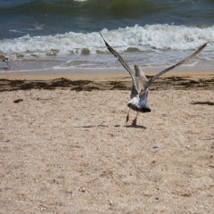 Що можна зробити проти загрози затоплення приморських земель України