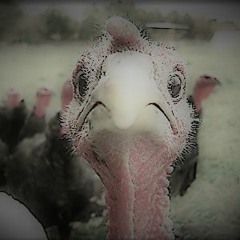 Thanks, But No Thanks