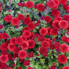 Crysanthemum