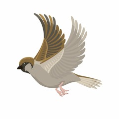 Panchi Banu Udti Firu