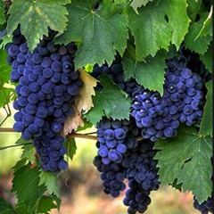 Grapevines