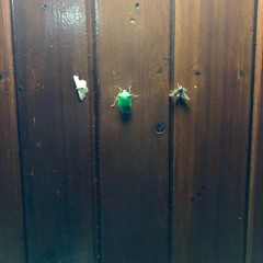 Wrecked, solitary, here - the dream mule. the broken shells.