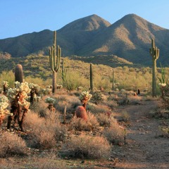 Fishclaw – Mole County (Loula Yorke's YSM Remix)