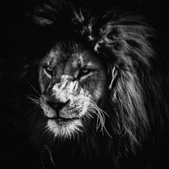 Black Lion