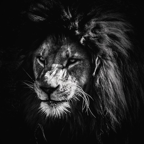 Black Lion