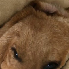 idkdkskdsk nfviCx qwedsam,s(not mine) bbq