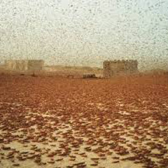 Locusts in Makkah and the Universal Signs of Allah--Shaykh 'Ali Al-Wasifi