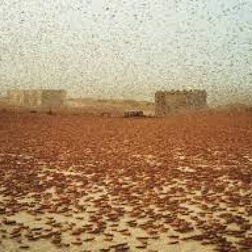 Locusts in Makkah and the Universal Signs of Allah--Shaykh 'Ali Al-Wasifi