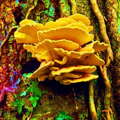 Picking Mushrooms 2