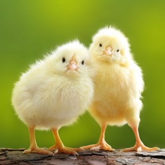 egg
