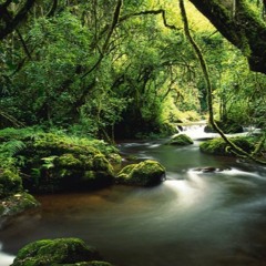 SELVA MIX   PERU