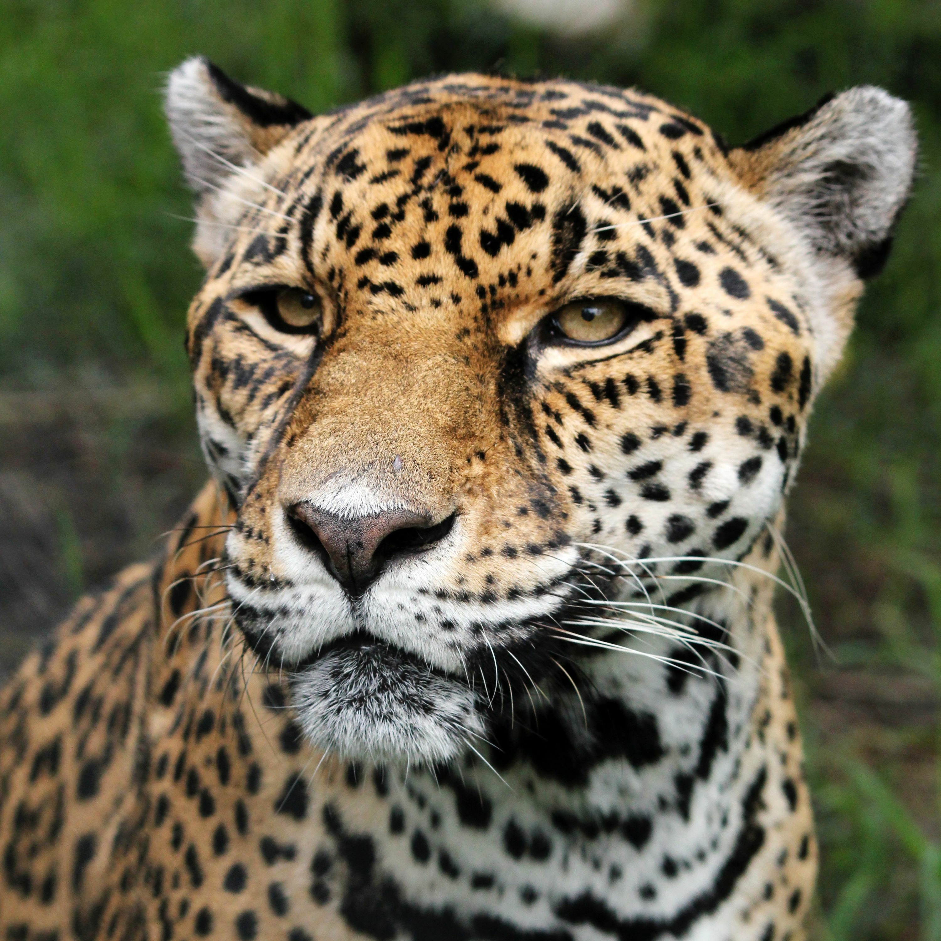 Peruvian Jaguar episode artwork