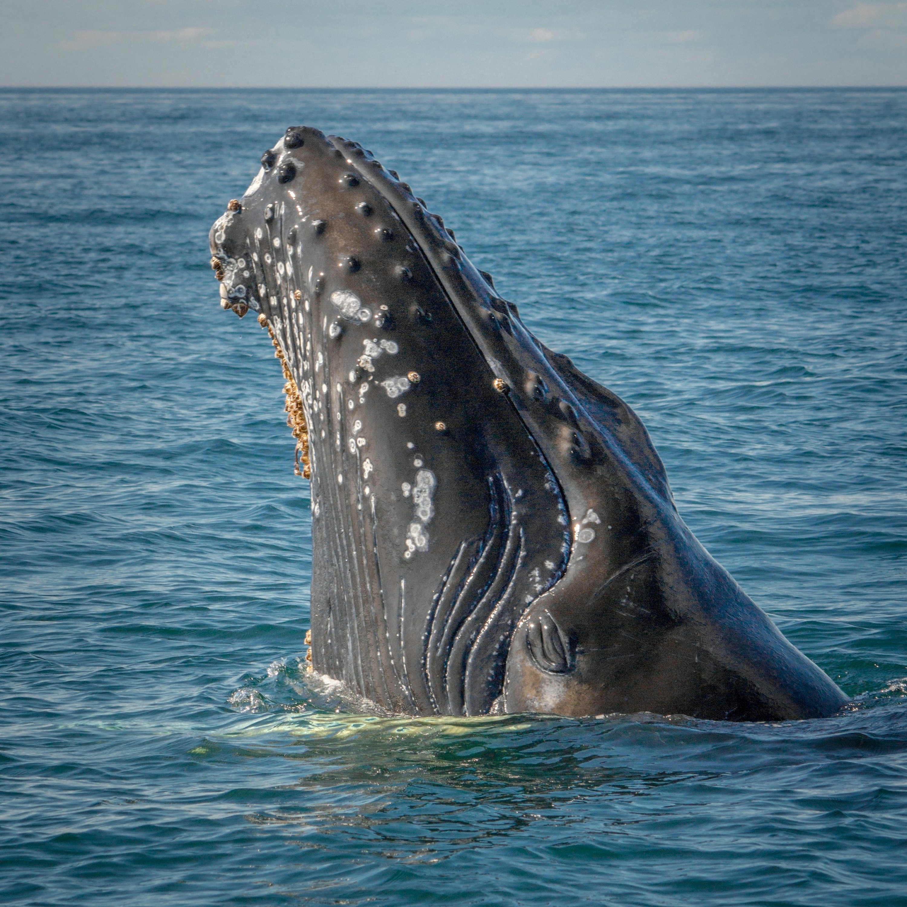 Humpback Whale episode artwork