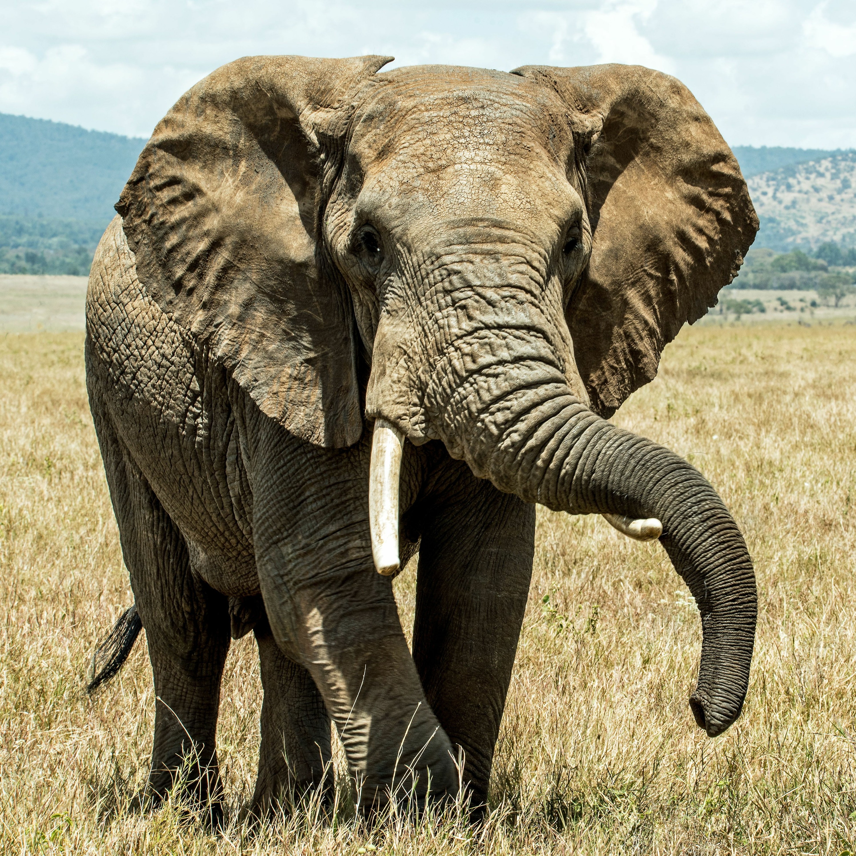 African Elephant episode artwork