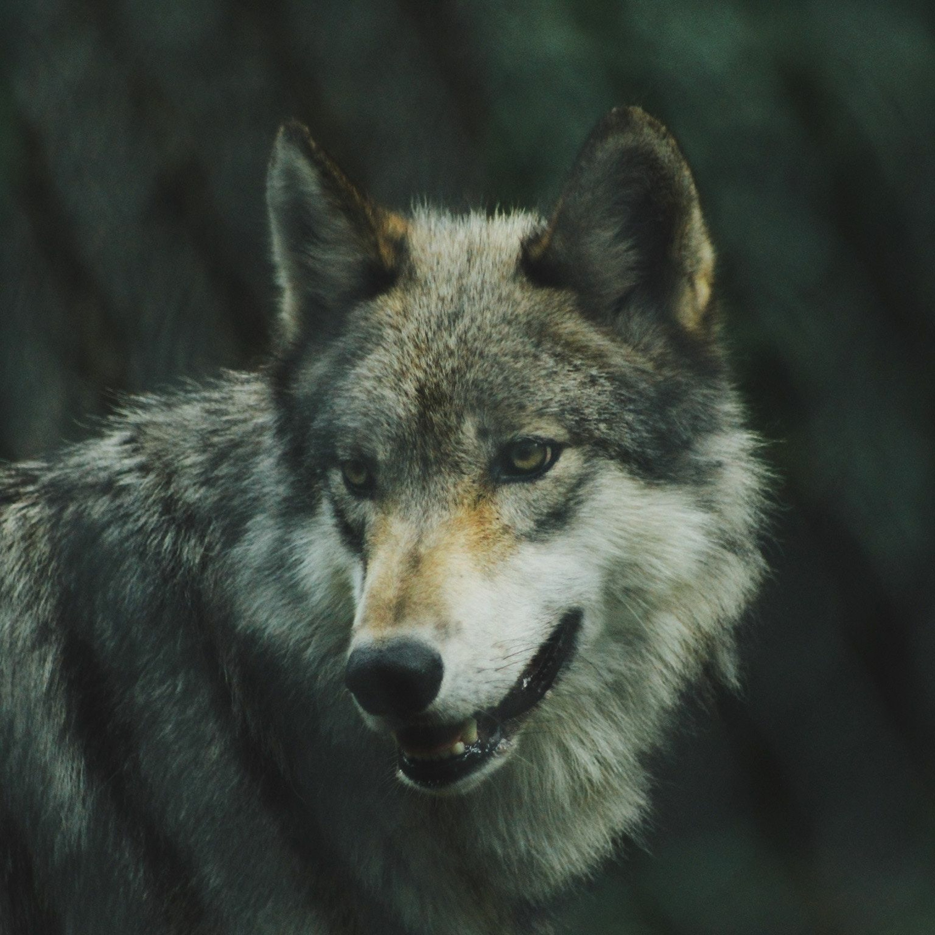 Timberwolf episode artwork