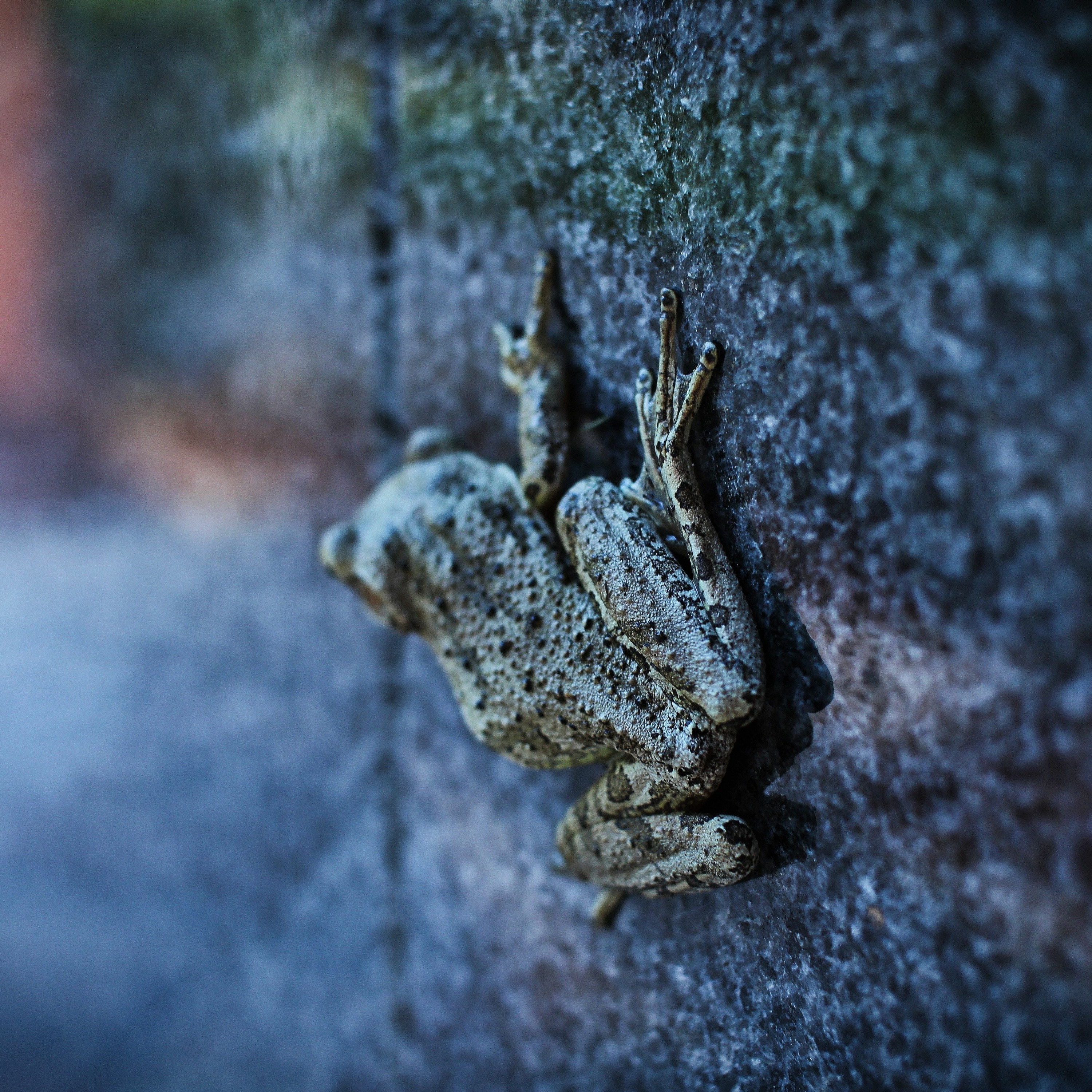 Wood Frog episode artwork