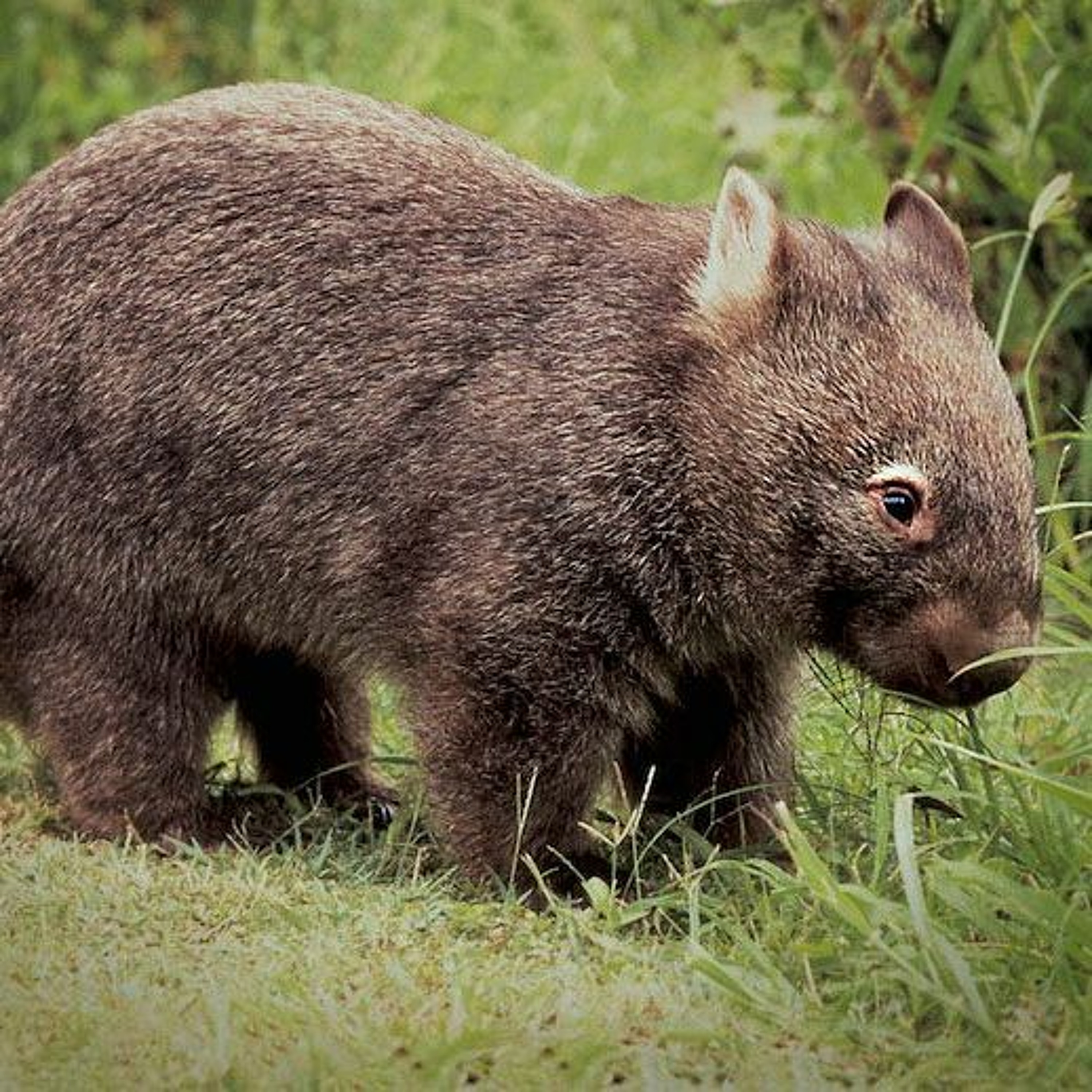Bear-Nosed Wombat episode artwork