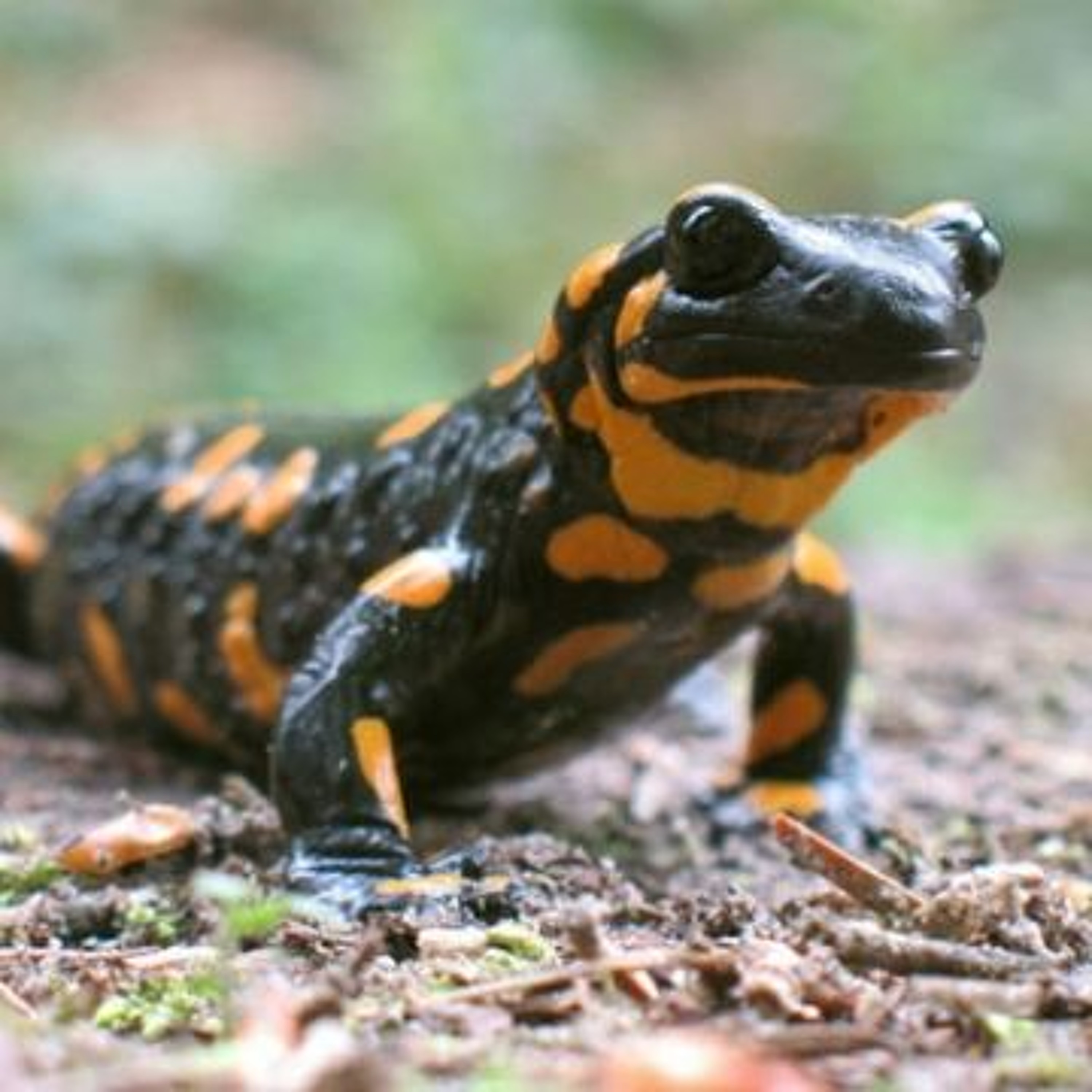 Fire Salamander episode artwork