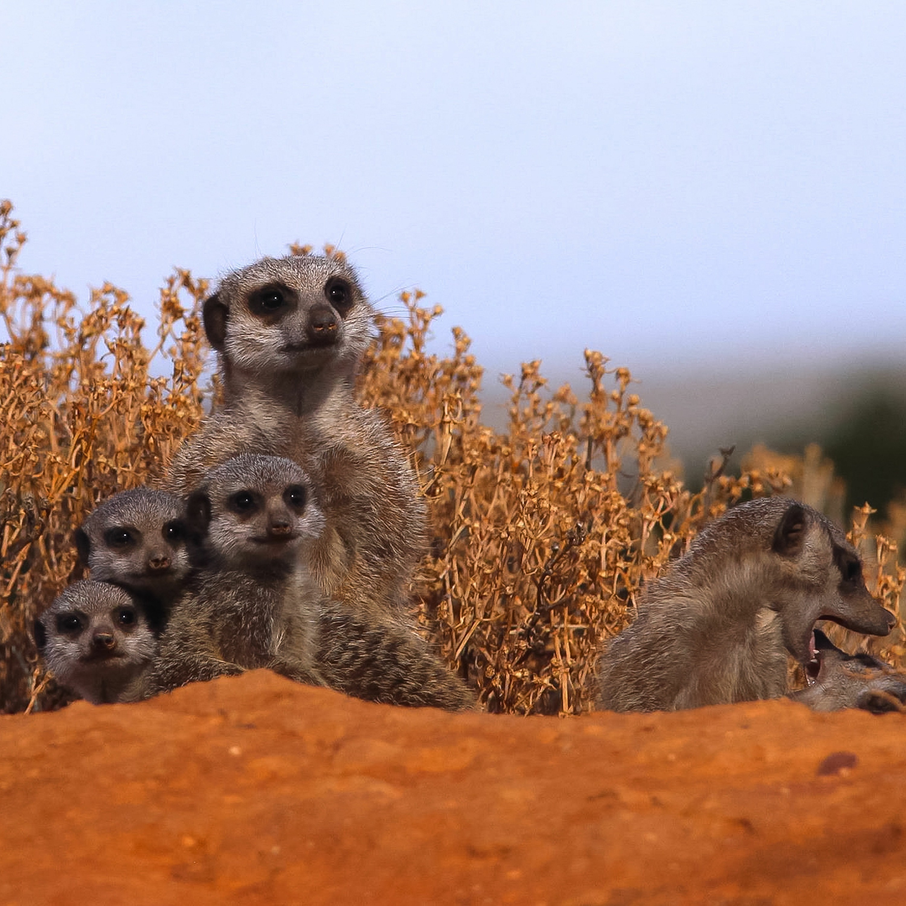 The Meerkats! episode artwork