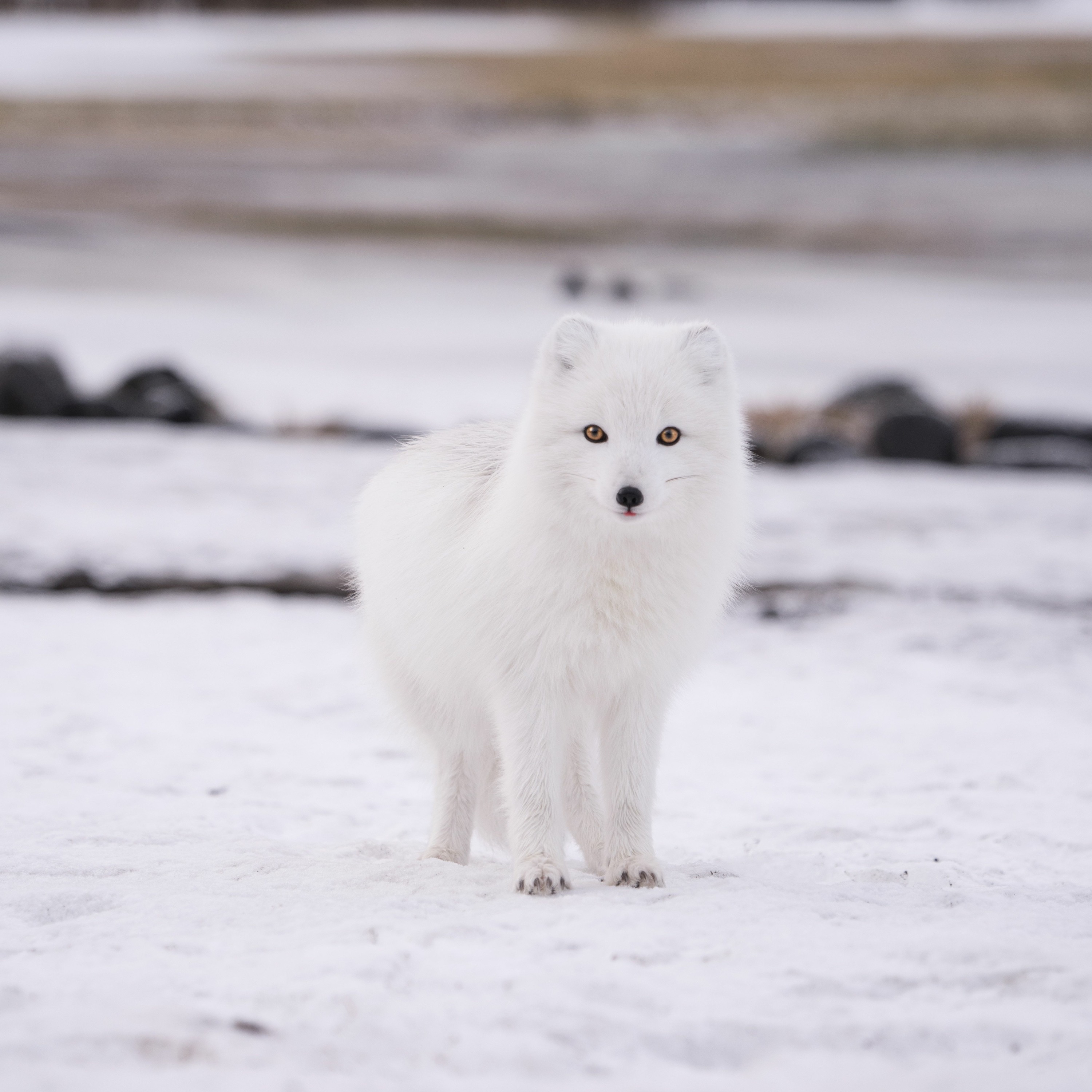 Arctic Fox episode artwork