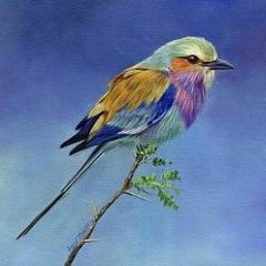 Why Do Birds Suddenly Appear? - Zooloo75