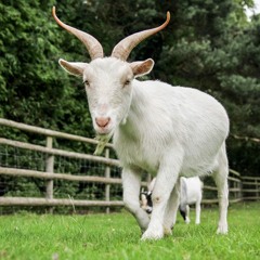 G.O.A.T(Prod.ChoppMula)