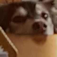 Angela - The Lumineers (Cover)