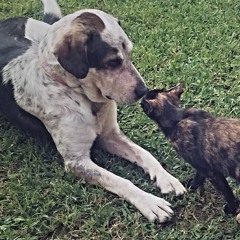 I Wanna Be Your Dog (Stooges)