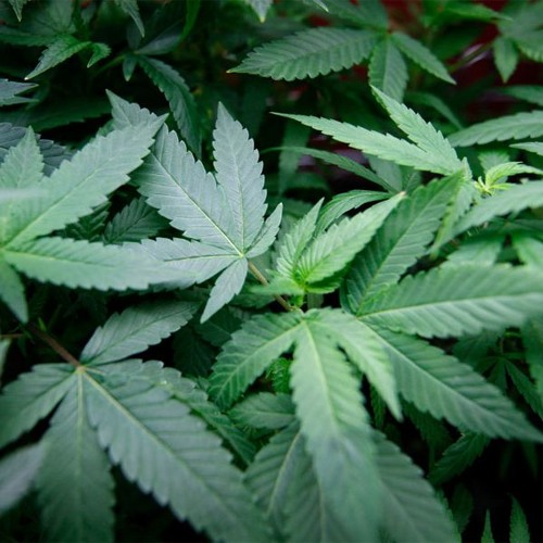 MTG - Eu Quero saber porque maconha é ilegal [Lc de Cariacica]