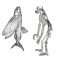 Fish and Chimps