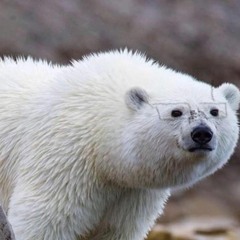 I Wanna Hold Your Hand (Beatles Cover)