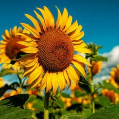 Sunflower cover-Savanna Eden Thomas