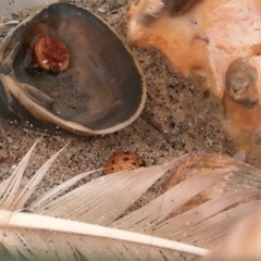 Gole Mani