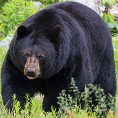 ALBINO POLAR BEAR Ft. Lima Long Dick x Token