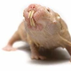 this is a penis haha amirite guys