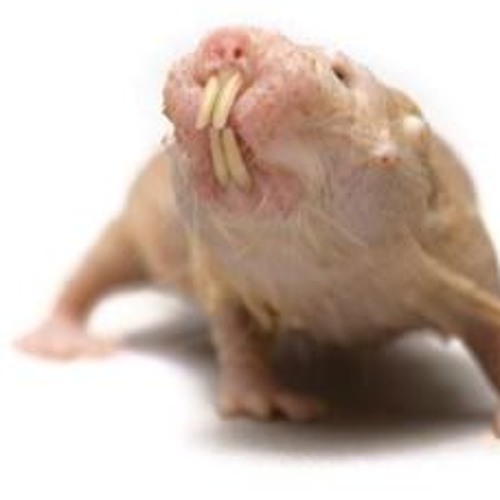 this is a penis haha amirite guys