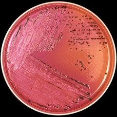 NEONIX - SALMONELLA