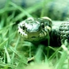 "snakes in the grass"
