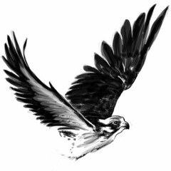 Peregrine Falcon