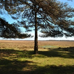 MM006 - January (Disco)