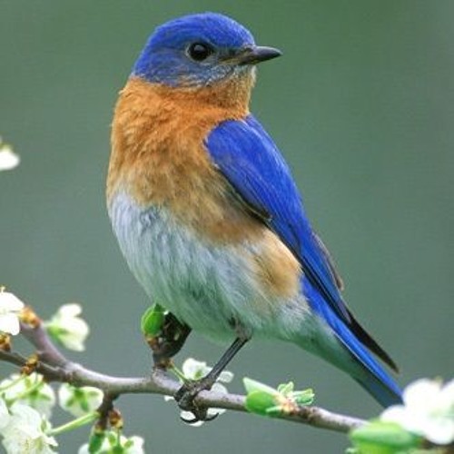 Stream Bluebirds Are Singing For Me by Ramblin' Bert | Listen online