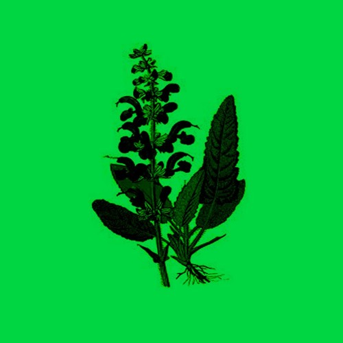 Salvia Freestyle (Prod. Eevee)