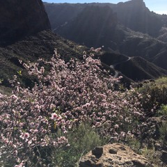 Almond Blossoms